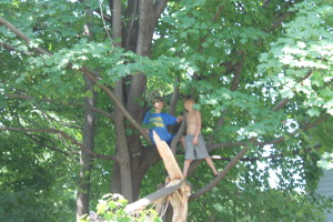 Boys in trees